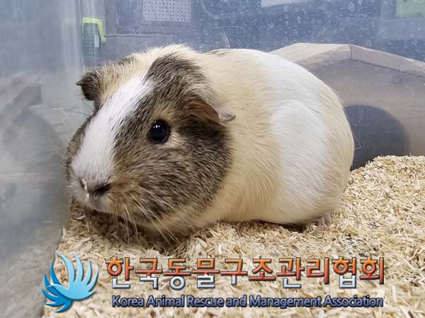 한국동물구조관리협회_411307202400118