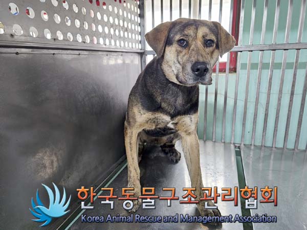 종료(안락사) 믹스…