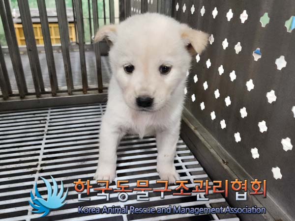 한국동물구조관리협회_441406202400498