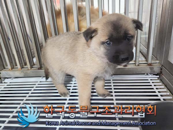 한국동물구조관리협회_441406202400497