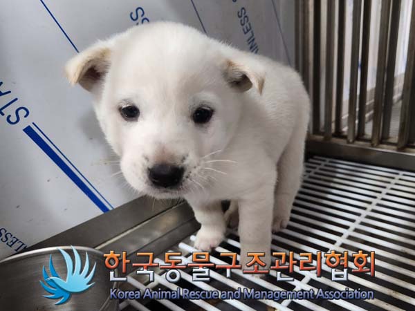 종료(안락사) 믹스…