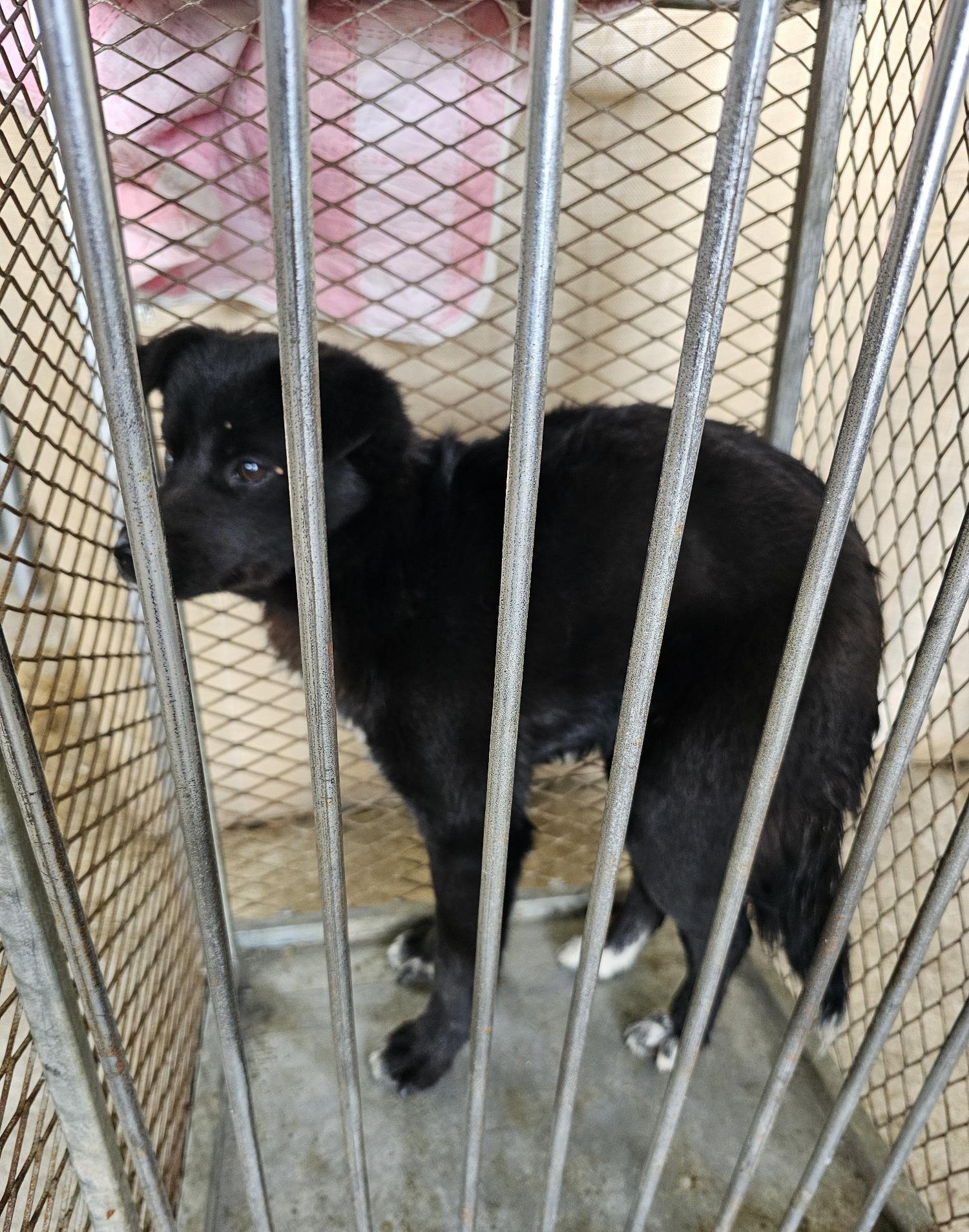 창녕 유기동물보호소_448541202400622