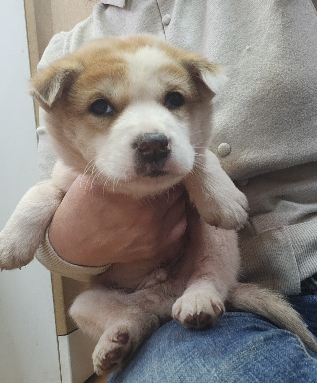 울산유기동물보호센터_431373202400335