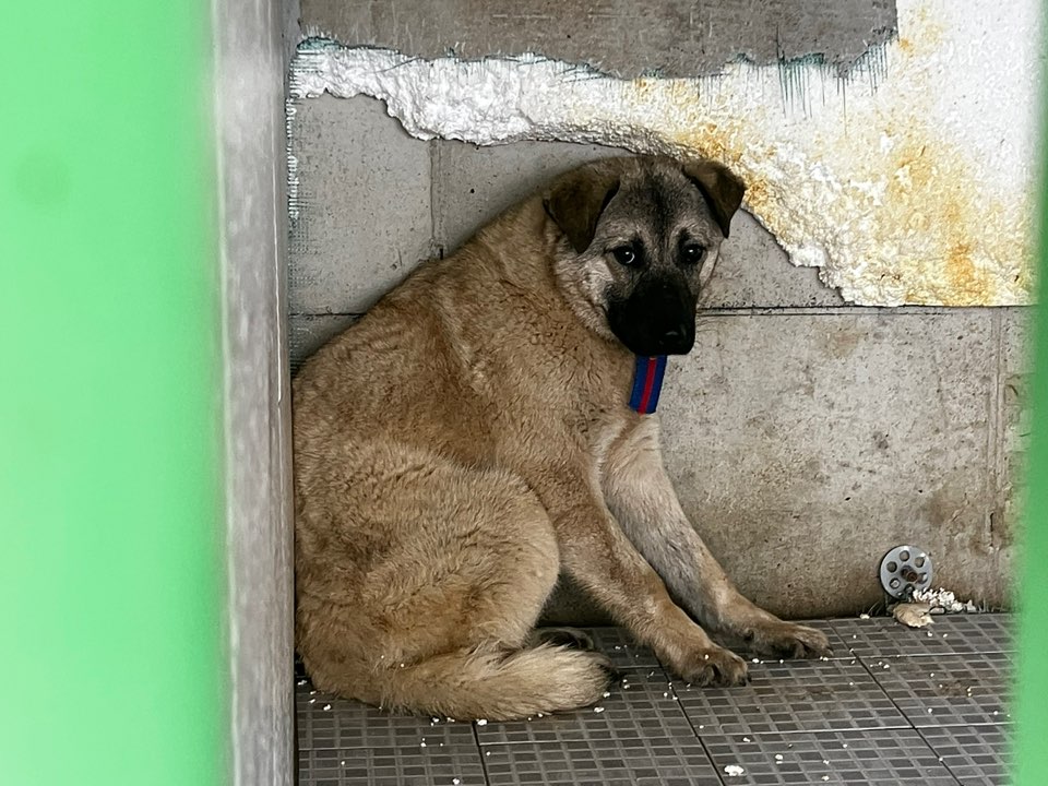 광주 동물보호소_429360202400135