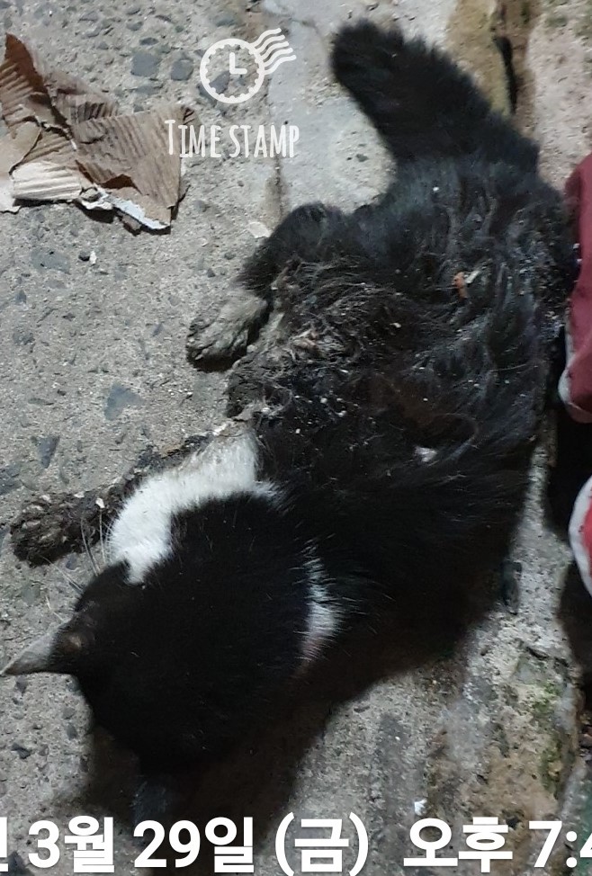 울산유기동물보호센터_431369202400101