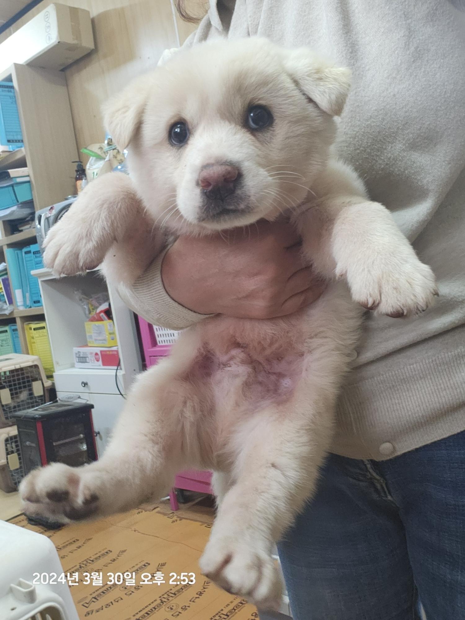 울산유기동물보호센터_431373202400337