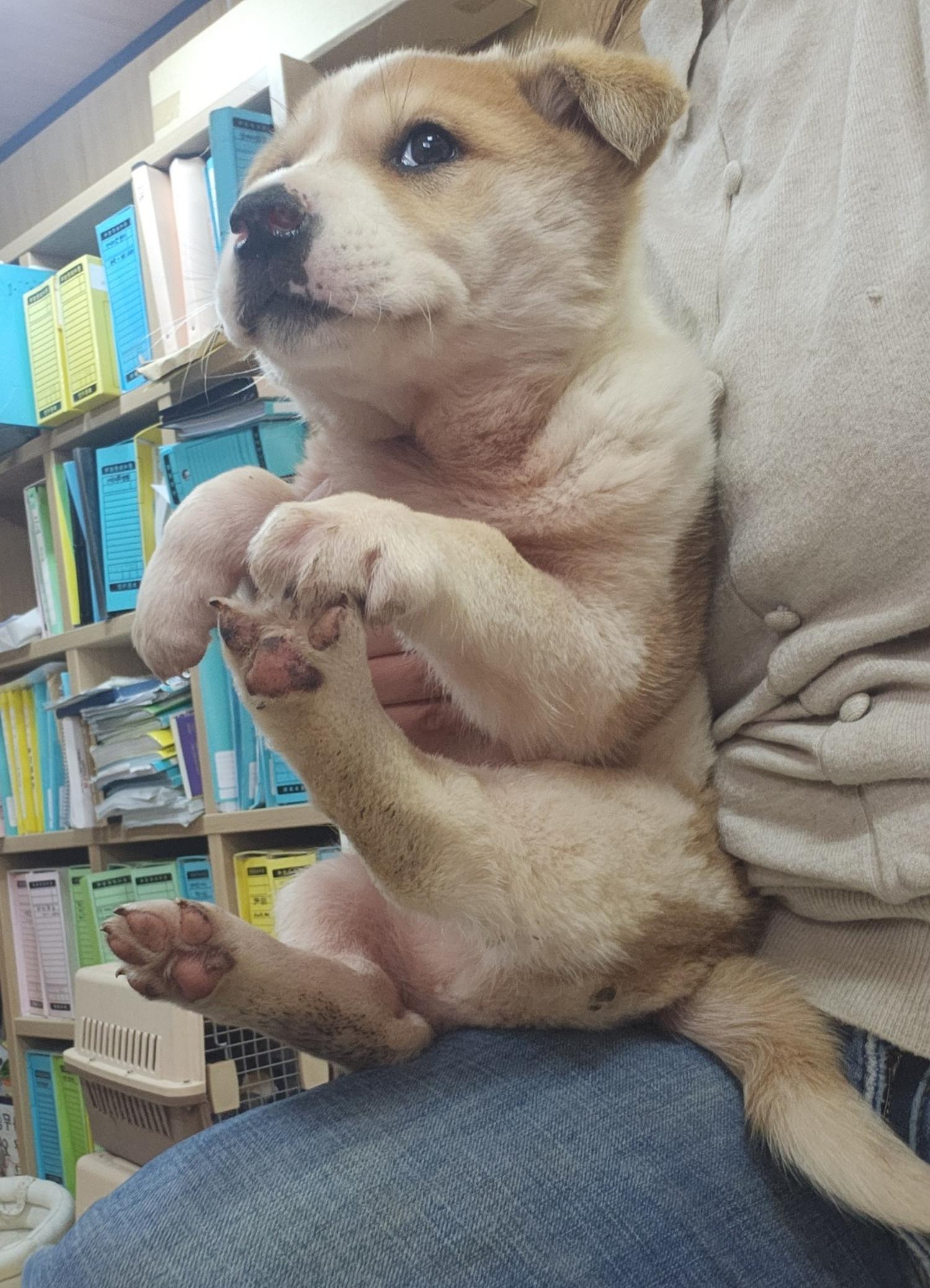 울산유기동물보호센터_431373202400336