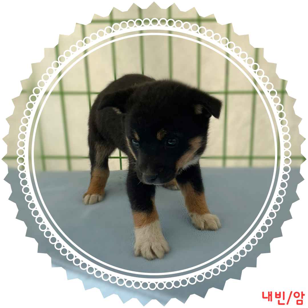 군산유기동물보호센터_445467202400522