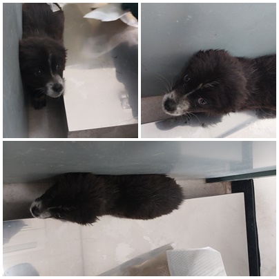 논산시 동물보호센터_444454202400222