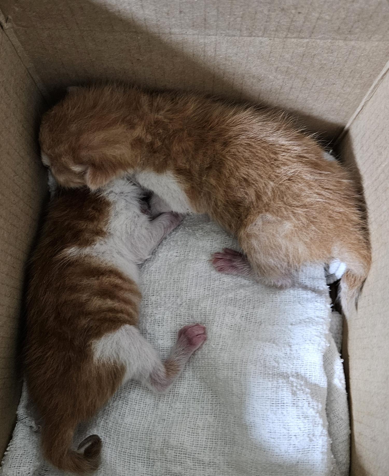 대구유기동물보호센터_427342202400293