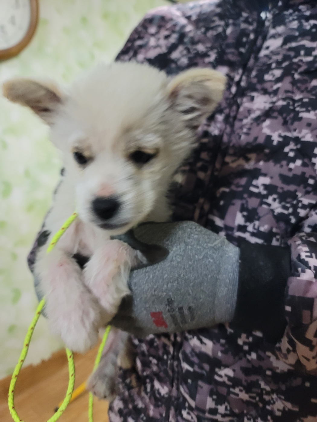 증평 가정견 훈련소_443445202400157
