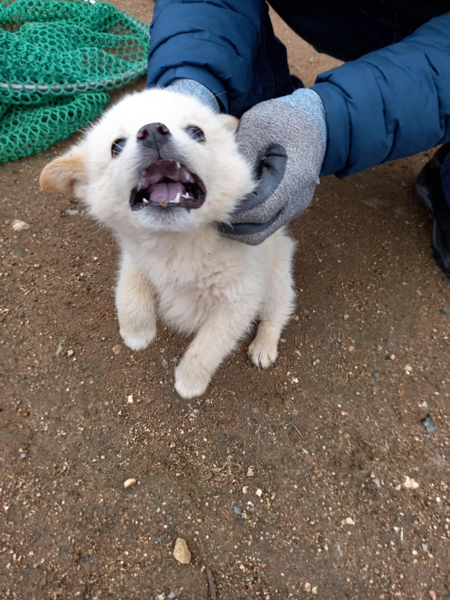 금일동물보호센터_444460202400131