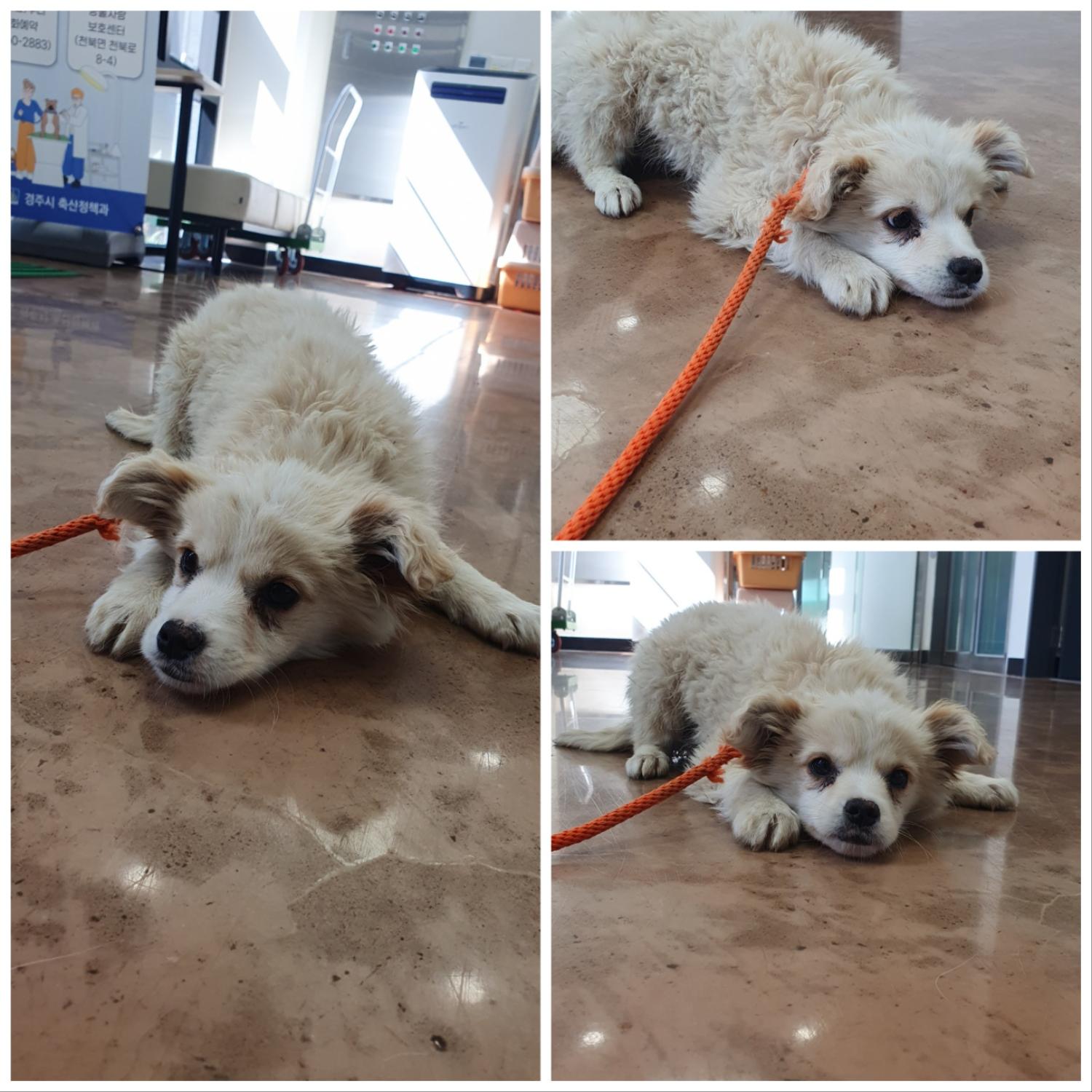 경주동물사랑보호센터_447505202400280