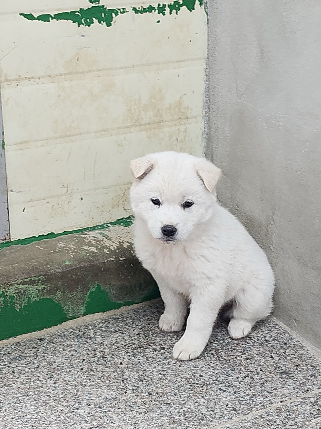 영주시 동물보호센터_447509202400095