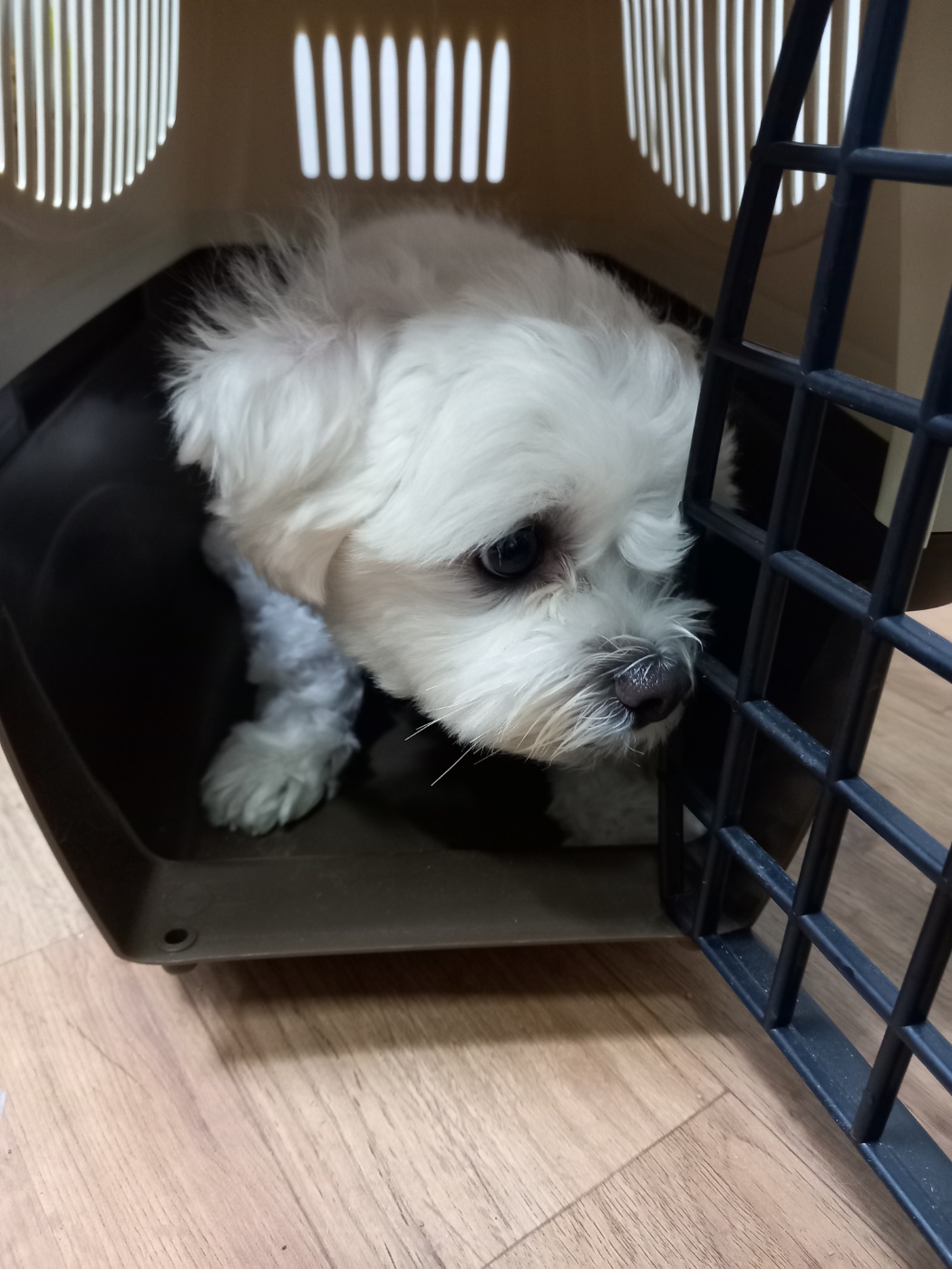 평택시유기동물보호소_441391202400549