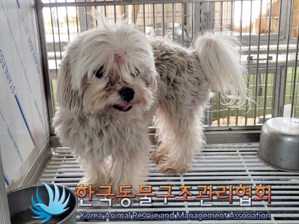 한국동물구조관리협회_441560202400320