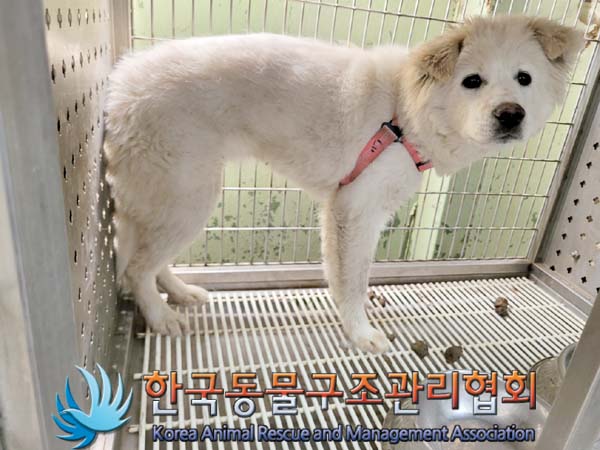 한국동물구조관리협회_441392202400054
