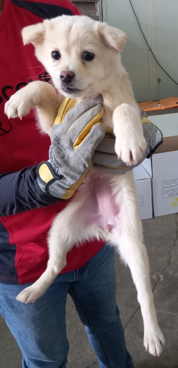 평택시유기동물보호소_441391202400554