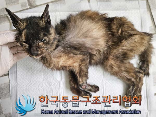 한국동물구조관리협회_441560202400318