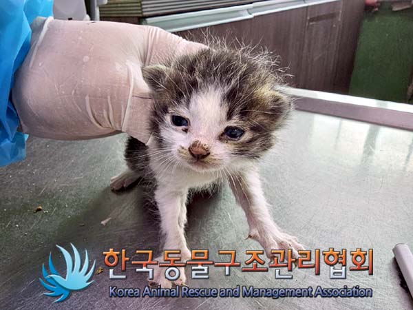 한국동물구조관리협회_411317202400094