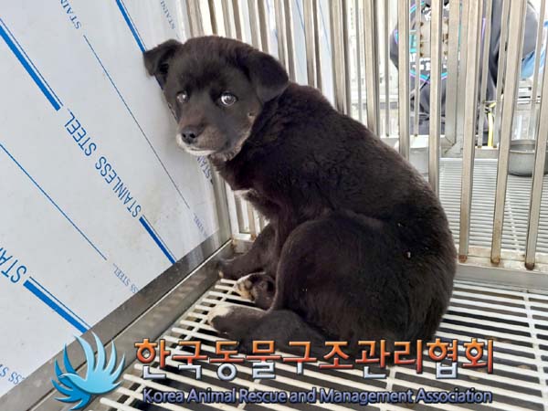 한국동물구조관리협회_441414202400156