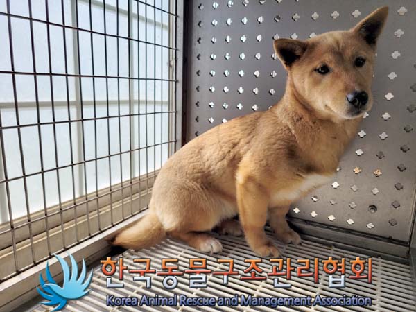 종료(안락사) 믹스…