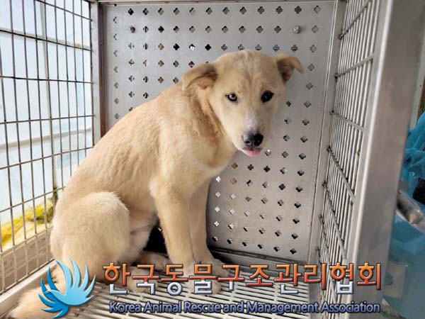 종료(안락사) 믹스…