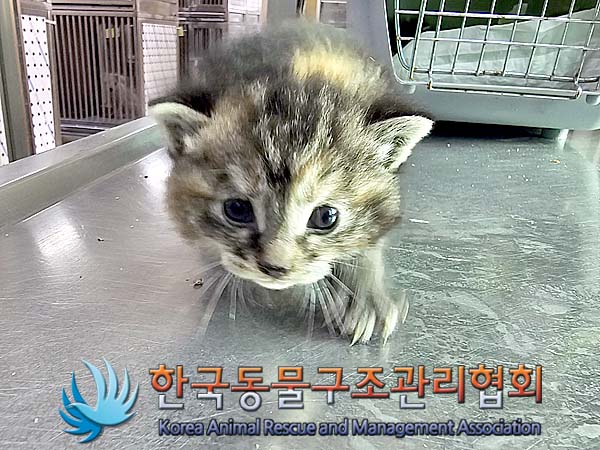 한국동물구조관리협회_411317202400096