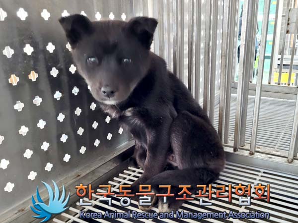 한국동물구조관리협회_441414202400155