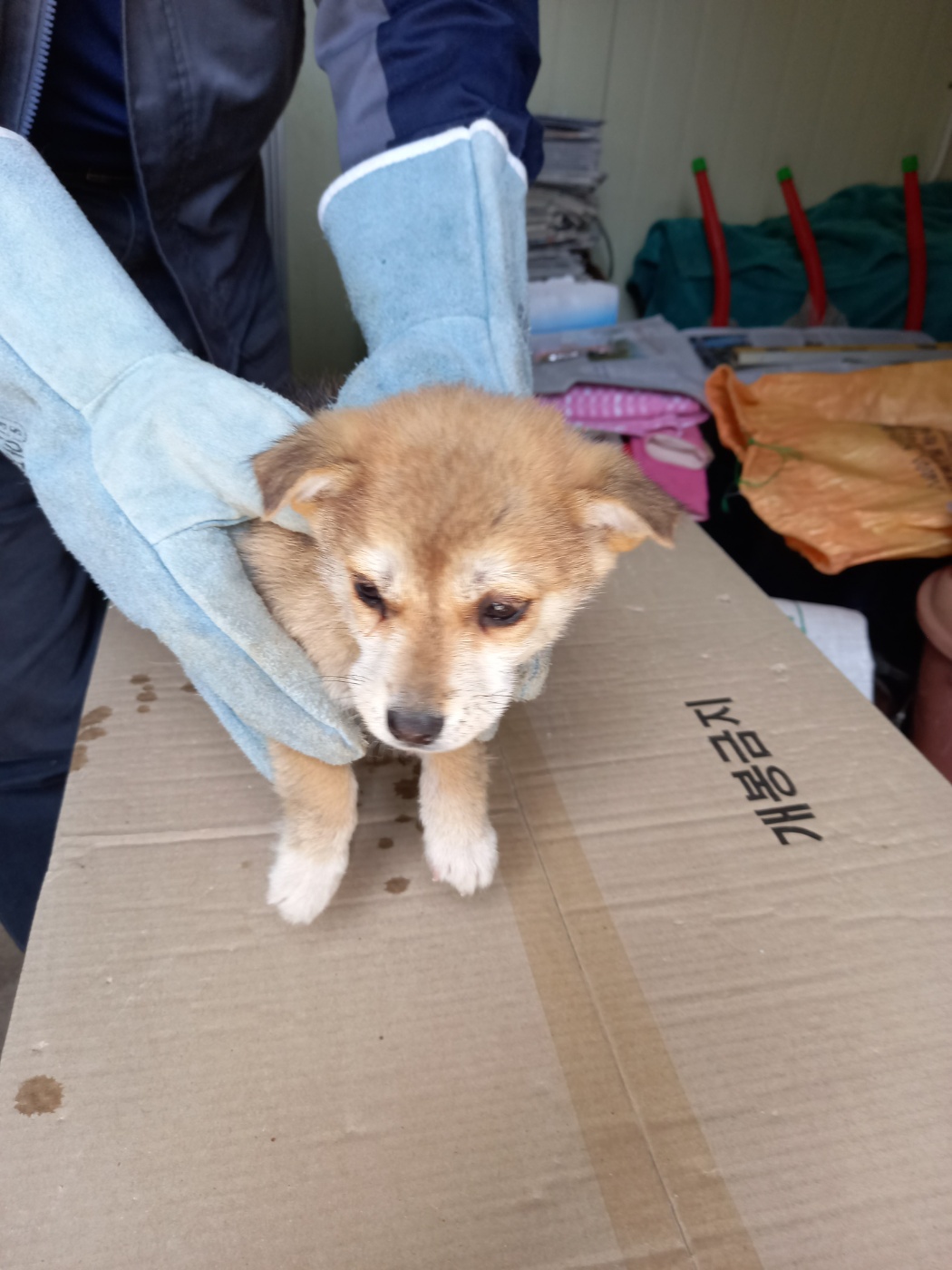 금일동물보호센터_444460202400141