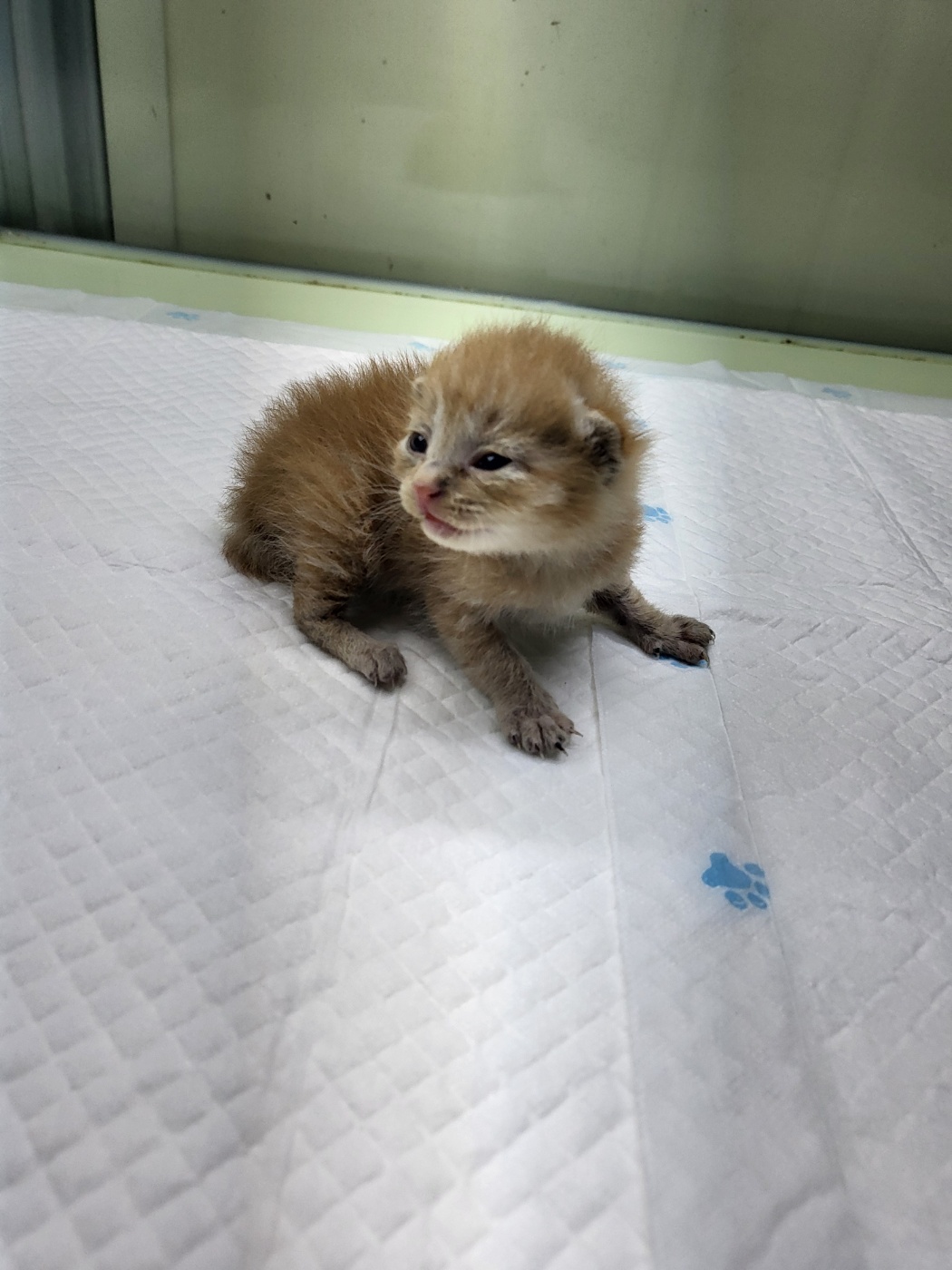 종료(자연사) 한국…
