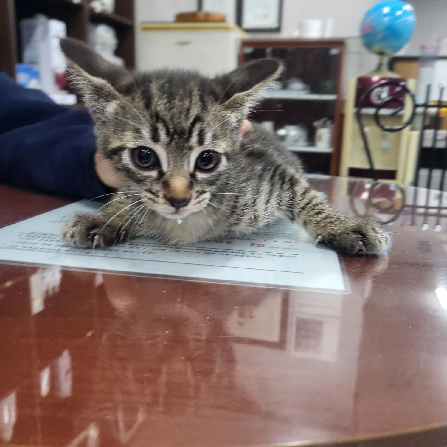 금강동물병원_427346202400261
