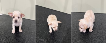 부산동물보호센터_426332202400059