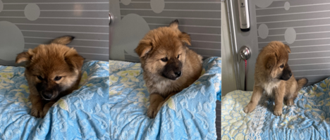 부산동물보호센터_426332202400060
