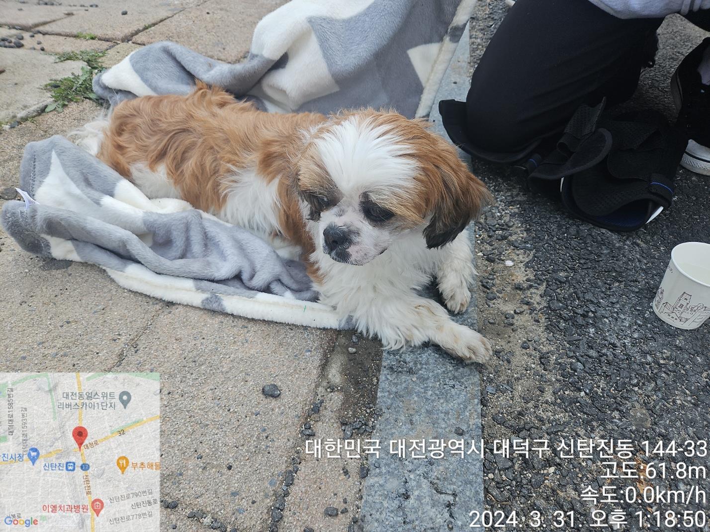 대전동물보호센터_430368202400058