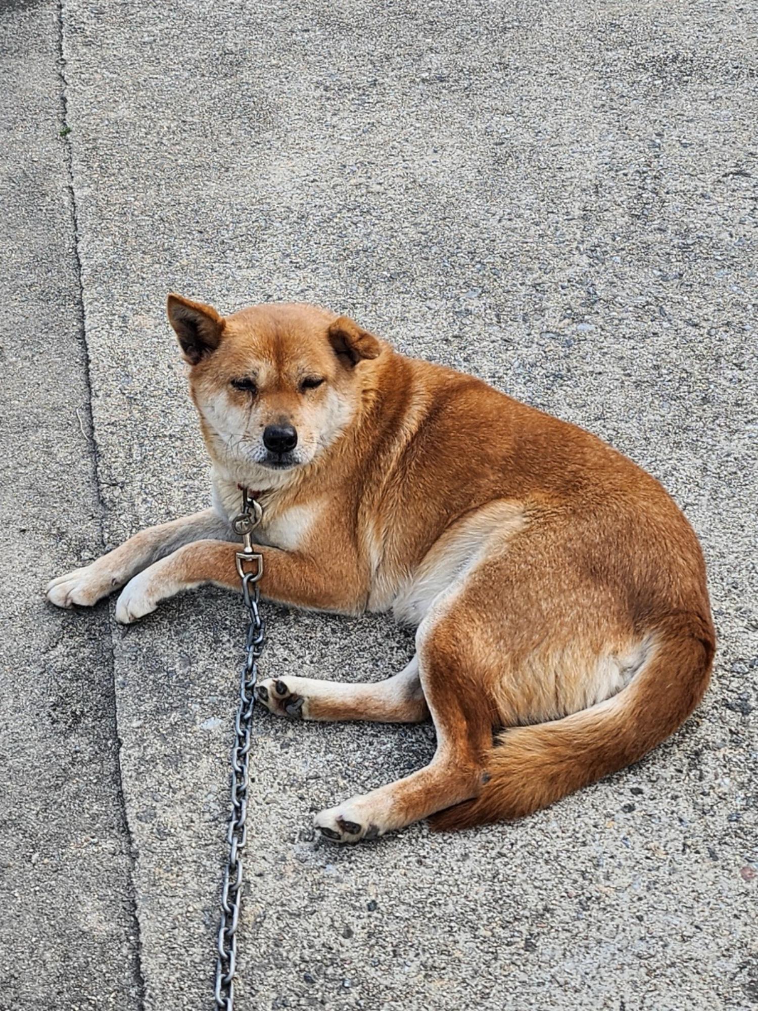 보호중 믹스견의 가…