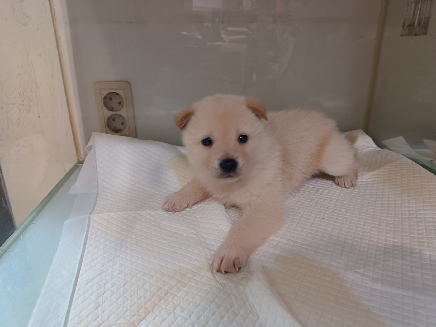 행복한동물병원_445464202401197