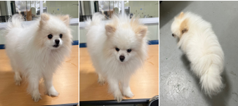 부산동물보호센터_426326202400104