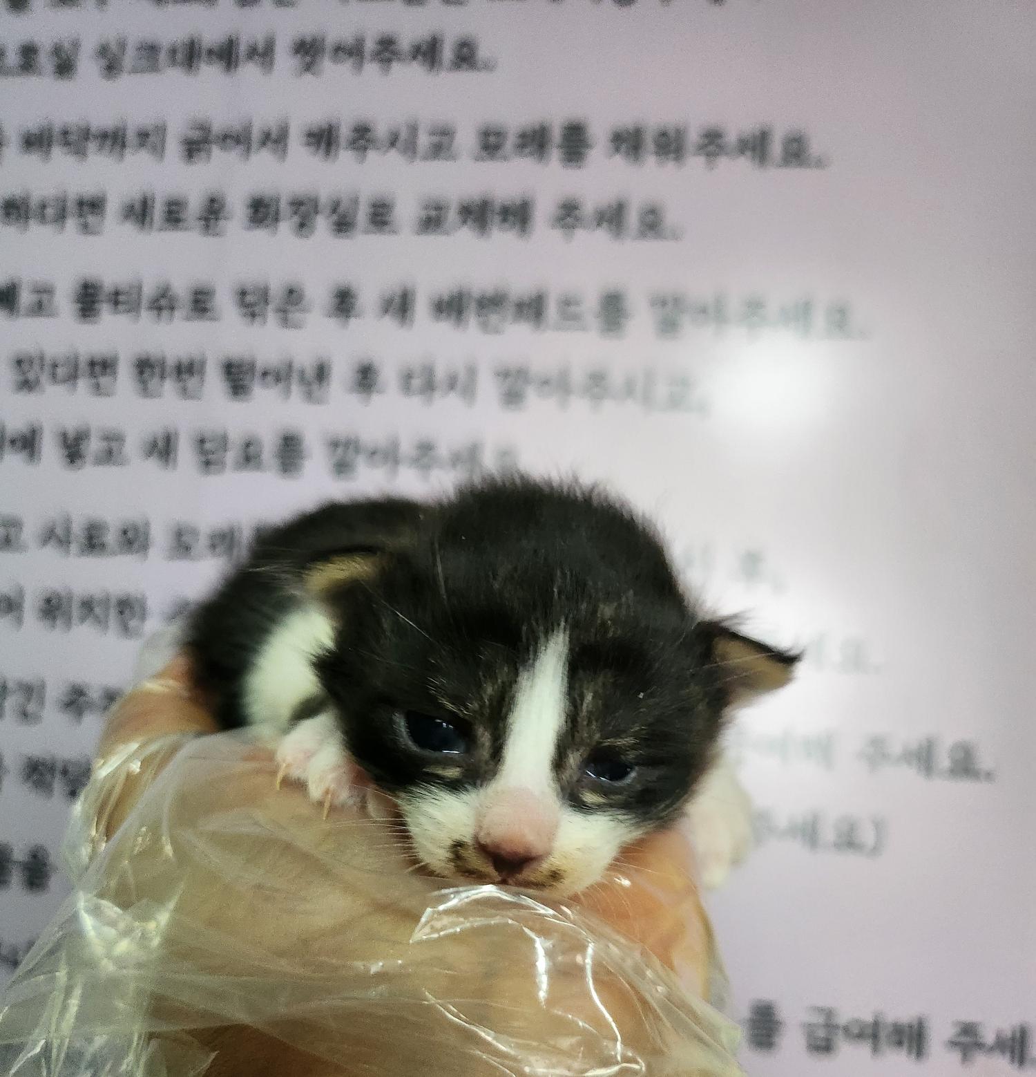 보호중 한국 고양이…