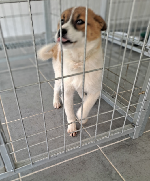 유기동물 삼호 보호소_446494202400215