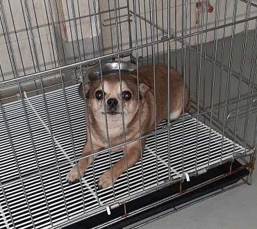 홍천군유기동물보호소_442425202400096