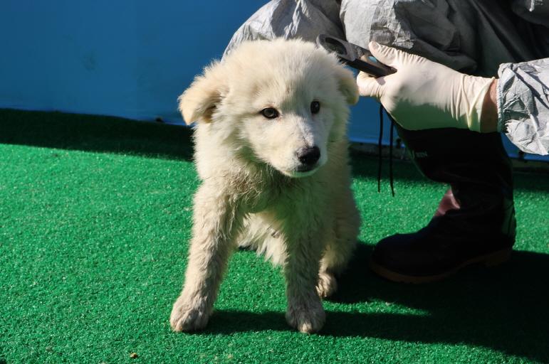 제주 동물보호센터_450650202400981