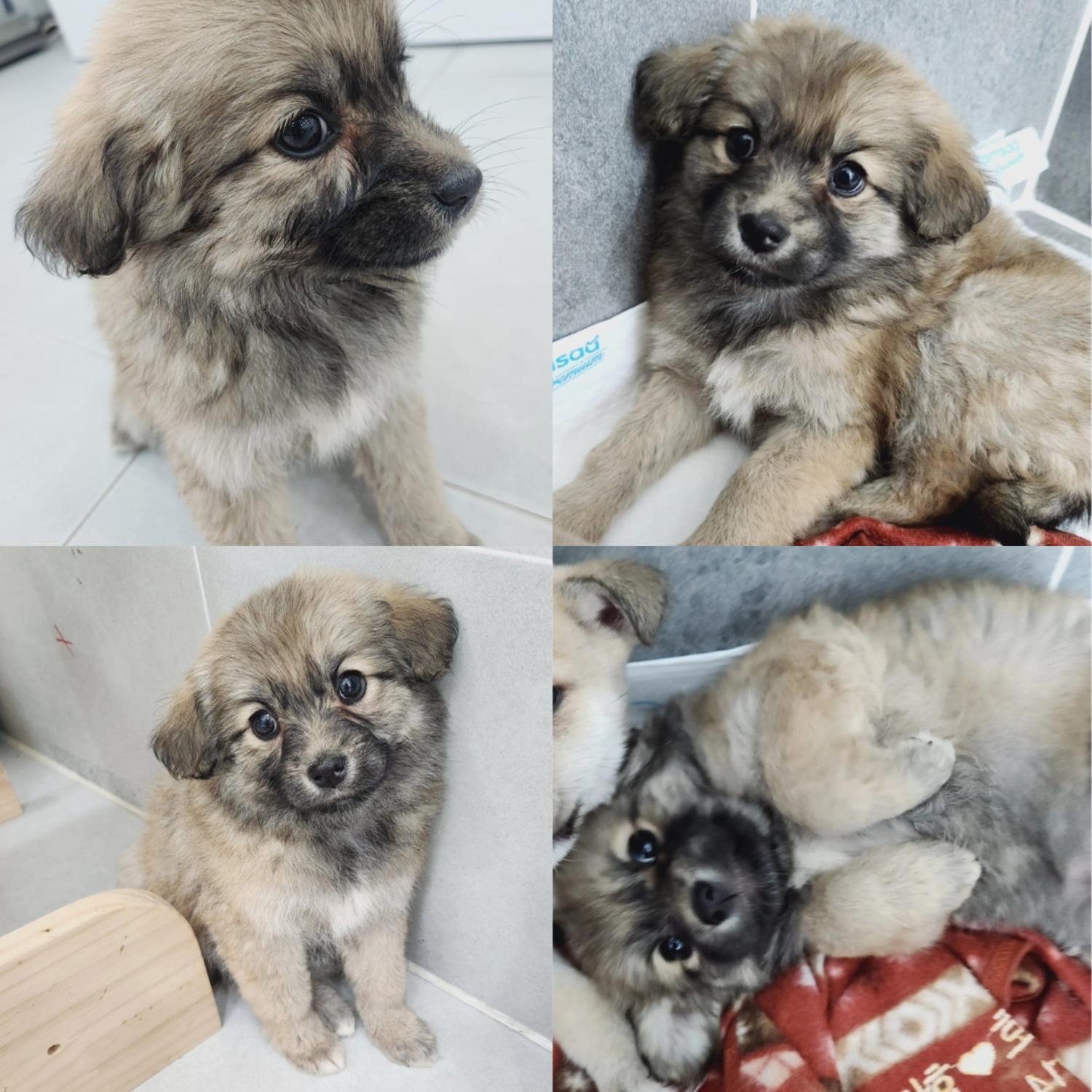 반려동물 입양센터_447508202400621