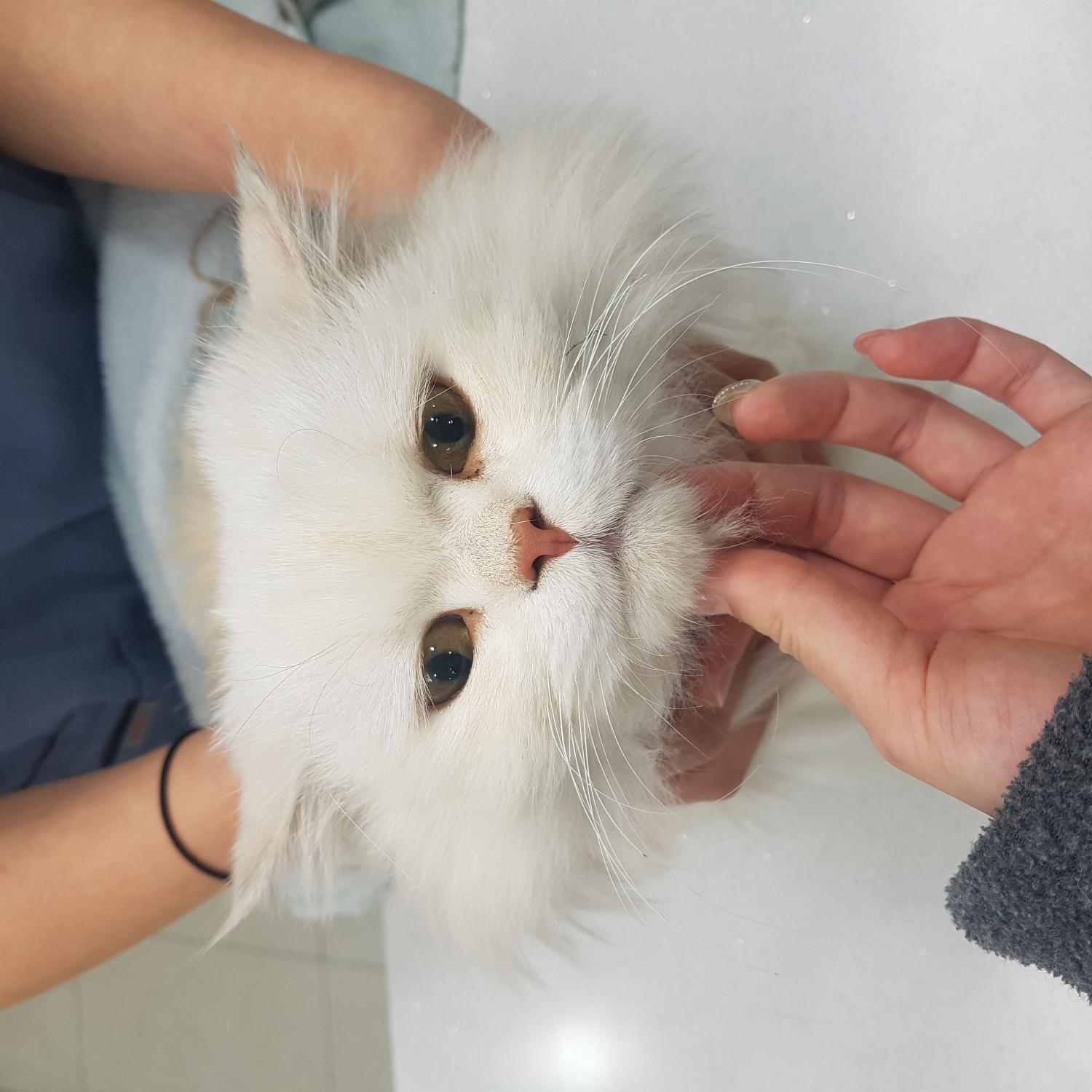 링크늘푸른동물병원_445464202401210