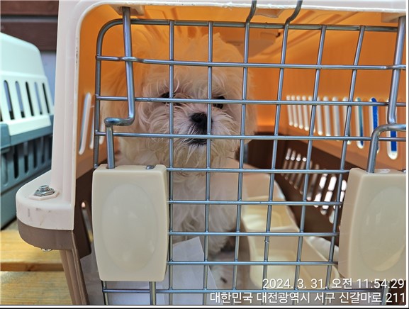 종료(반환) 말티즈…