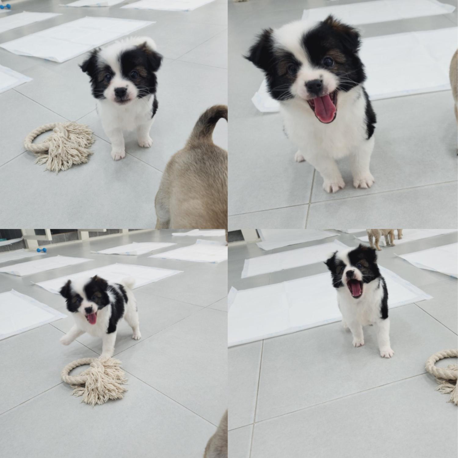 반려동물 입양센터_447508202400624