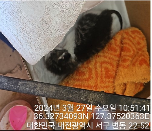 대전동물보호센터_430366202400090