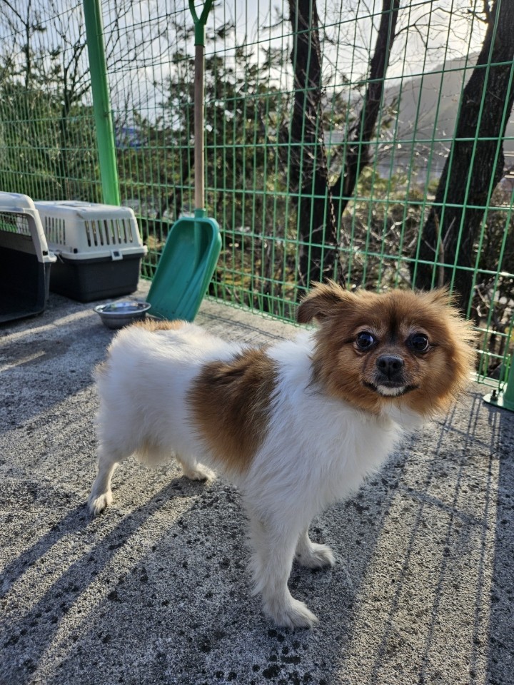태백시유기동물보호소_442422202400046