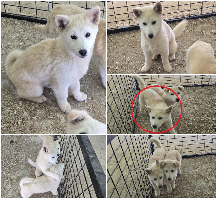무안군유기동물보호소_446495202400150