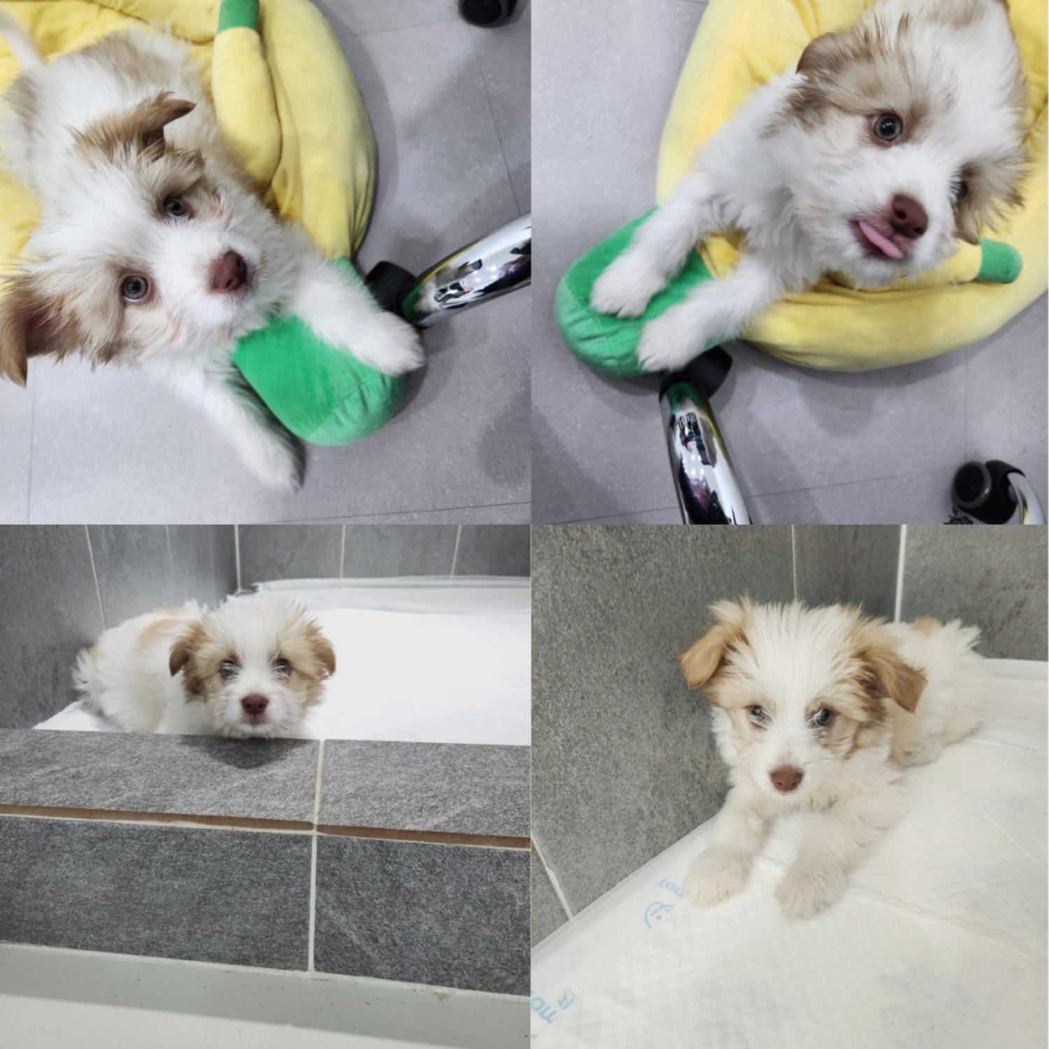 반려동물 입양센터_447508202400625